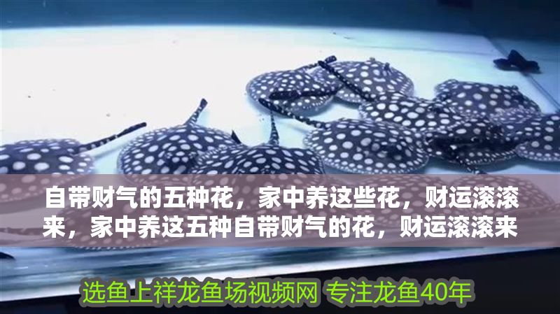 自帶財氣的五種花，家中養這些花，財運滾滾來，家中養這五種自帶財氣的花，財運滾滾來