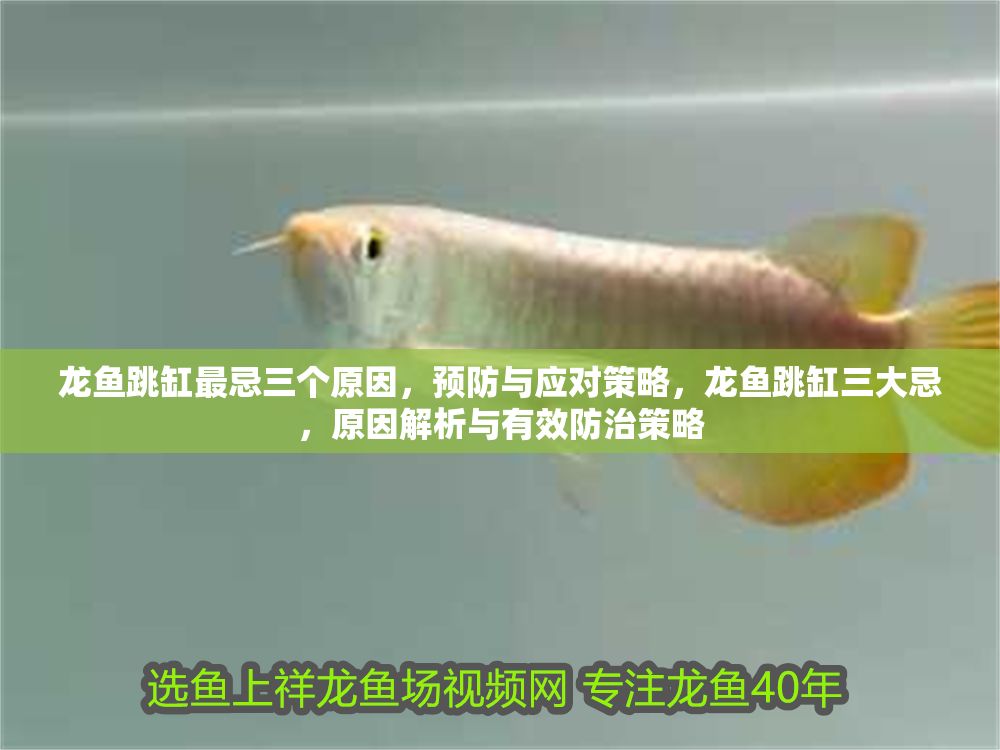 龍魚跳缸最忌三個原因，預防與應對策略，龍魚跳缸三大忌，原因解析與有效防治策略
