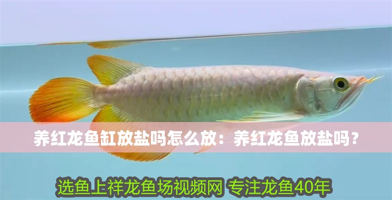 養(yǎng)紅龍魚缸放鹽嗎怎么放：養(yǎng)紅龍魚放鹽嗎？