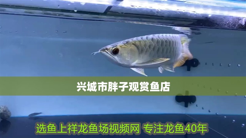 興城市胖子觀賞魚(yú)店