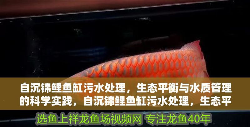 自沉錦鯉魚缸污水處理，生態平衡與水質管理的科學實踐，自沉錦鯉魚缸污水處理，生態平衡與水質管理的科學實踐