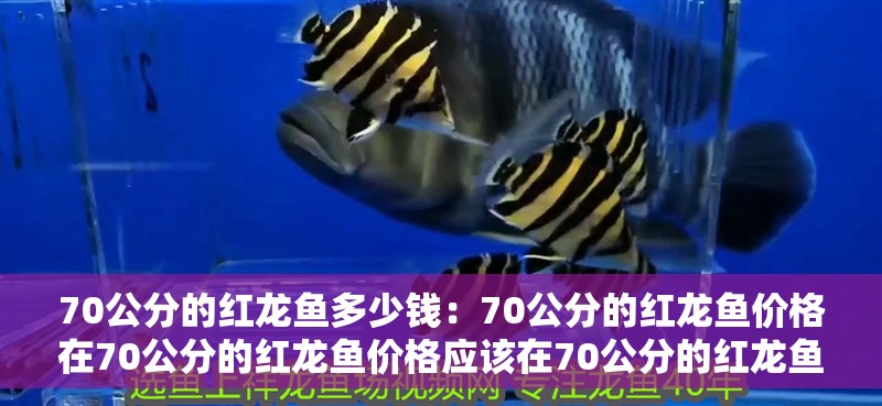 70公分的紅龍魚多少錢：70公分的紅龍魚價格在70公分的紅龍魚價格應該在70公分的紅龍魚