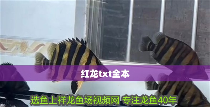 紅龍txt全本 紅龍txt全本 龍魚論壇