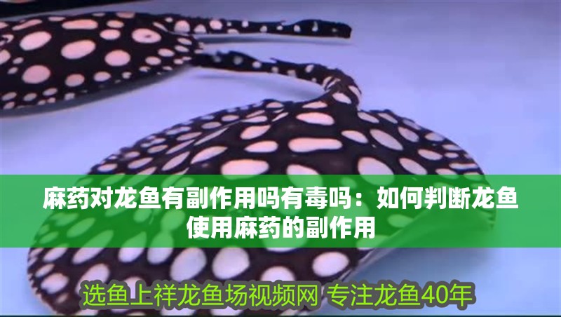 麻藥對龍魚有副作用嗎有毒嗎：如何判斷龍魚使用麻藥的副作用