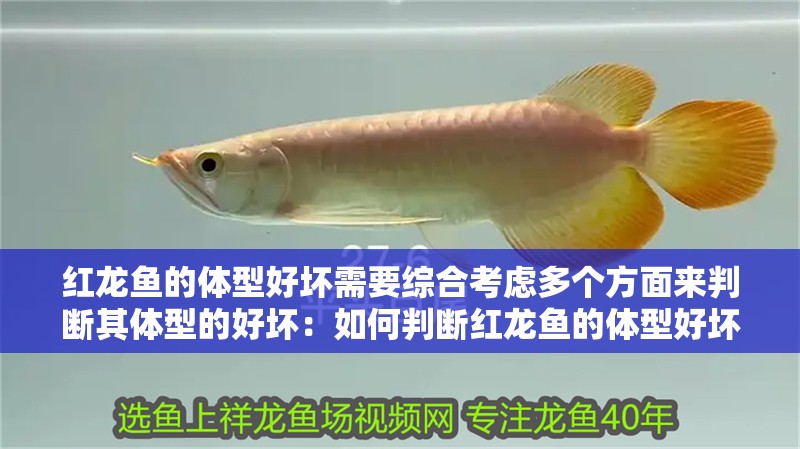 紅龍魚的體型好壞需要綜合考慮多個方面來判斷其體型的好壞：如何判斷紅龍魚的體型好壞 紅龍魚的體型好壞需要綜合考慮多個方面來判斷其體型的好壞：如何判斷紅龍魚的體型好壞 龍魚百科