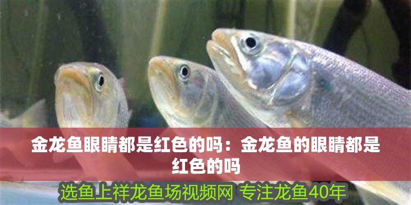 金龍魚眼睛都是紅色的嗎：金龍魚的眼睛都是紅色的嗎
