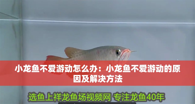 小龍魚不愛游動怎么辦：小龍魚不愛游動的原因及解決方法
