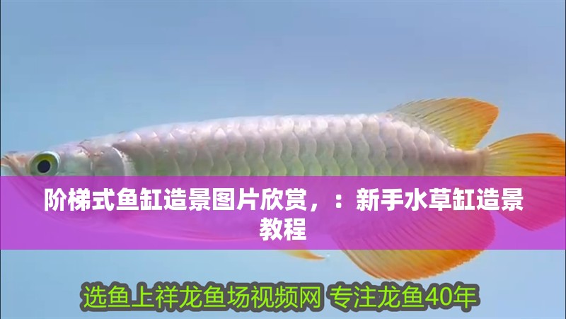 階梯式魚(yú)缸造景圖片欣賞，：新手水草缸造景教程