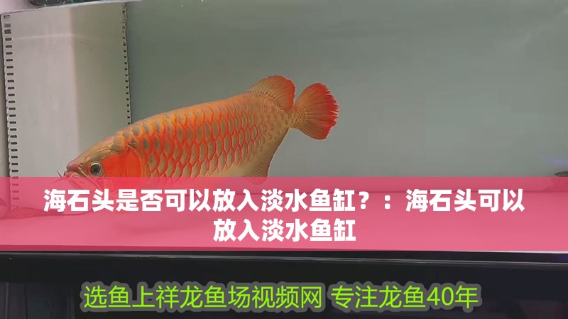 海石頭是否可以放入淡水魚缸？：海石頭可以放入淡水魚缸
