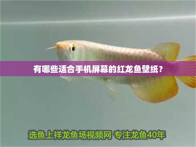 有哪些適合手機屏幕的紅龍魚壁紙？