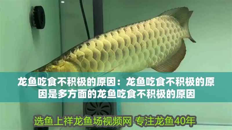 龍魚吃食不積極的原因：龍魚吃食不積極的原因是多方面的龍魚吃食不積極的原因