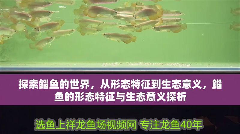 探索鯔魚的世界，從形態特征到生態意義，鯔魚的形態特征與生態意義探析
