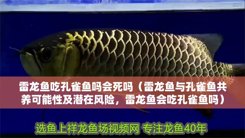 雷龍魚(yú)吃孔雀魚(yú)嗎會(huì)死嗎（雷龍魚(yú)與孔雀魚(yú)共養(yǎng)可能性及潛在風(fēng)險(xiǎn)，雷龍魚(yú)會(huì)吃孔雀魚(yú)嗎）