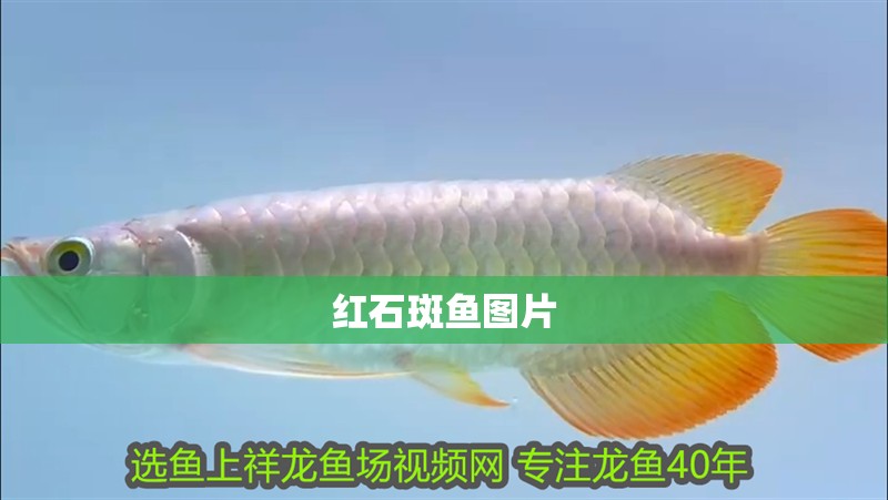 紅石斑魚圖片