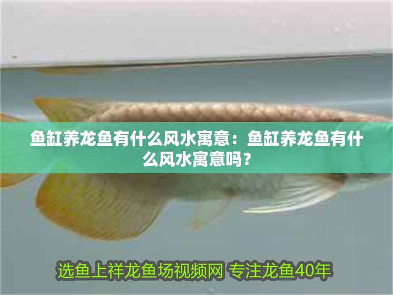 魚缸養龍魚有什么風水寓意：魚缸養龍魚有什么風水寓意嗎？