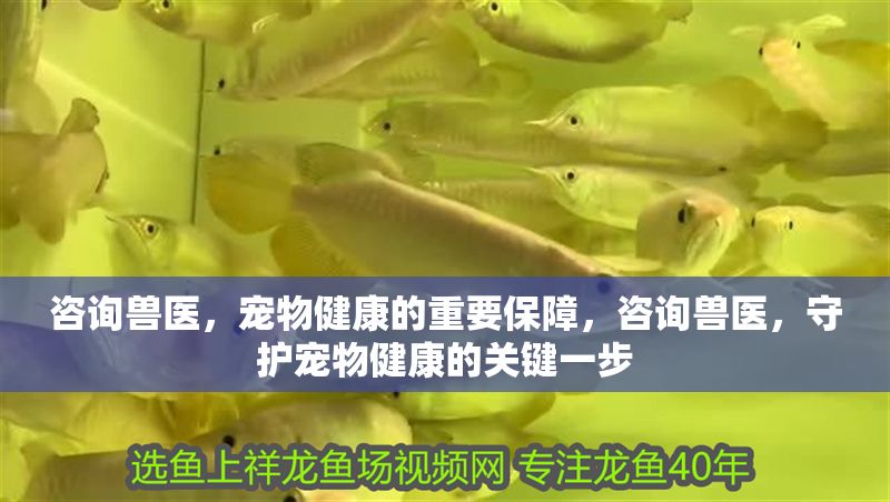 咨詢獸醫(yī)，寵物健康的重要保障，咨詢獸醫(yī)，守護寵物健康的關(guān)鍵一步 咨詢獸醫(yī)，寵物健康的重要保障，咨詢獸醫(yī)，守護寵物健康的關(guān)鍵一步 龍魚百科 第1張