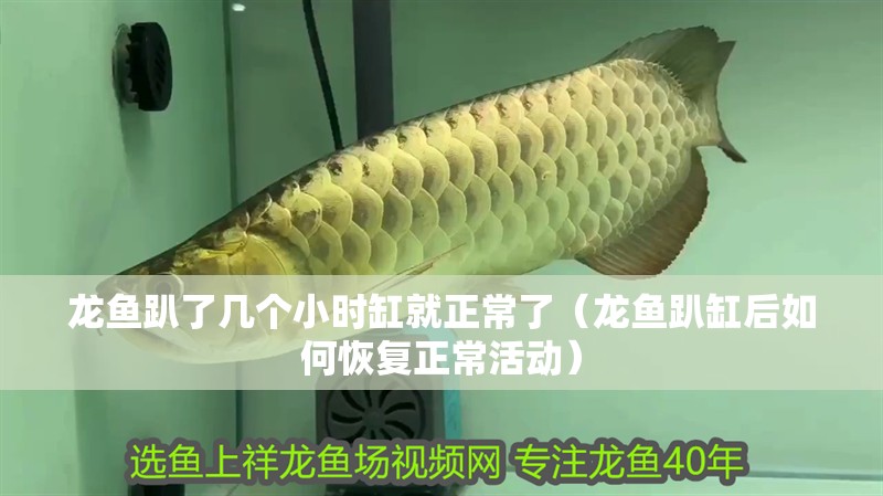 龍魚趴了幾個小時缸就正常了（龍魚趴缸后如何恢復正常活動）