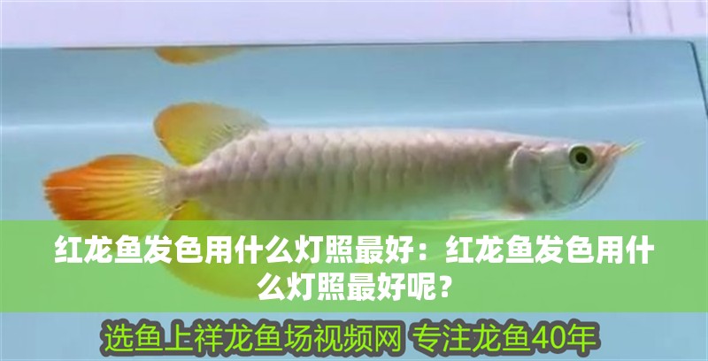 紅龍魚發色用什么燈照最好：紅龍魚發色用什么燈照最好呢？