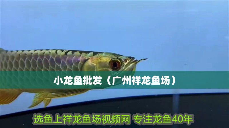 小龍魚批發（廣州祥龍魚場）