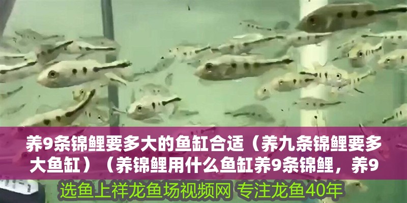 養9條錦鯉要多大的魚缸合適（養九條錦鯉要多大魚缸）（養錦鯉用什么魚缸養9條錦鯉，養9條錦鯉要多大的魚缸合適）