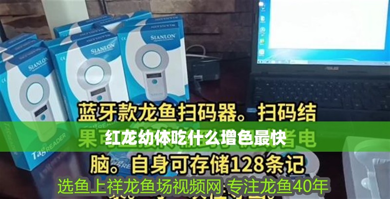 紅龍幼體吃什么增色最快