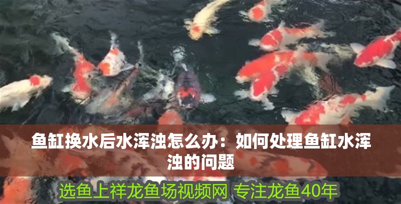 魚缸換水后水渾濁怎么辦：如何處理魚缸水渾濁的問題