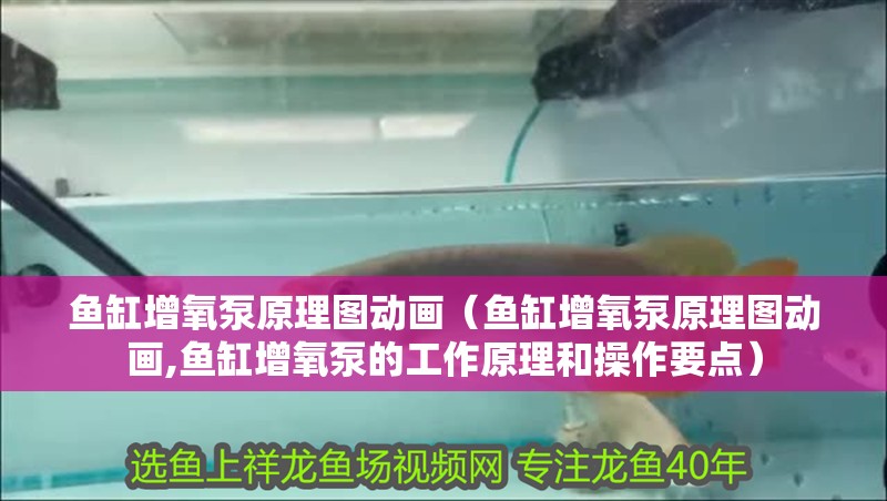 魚缸增氧泵原理圖動畫（魚缸增氧泵原理圖動畫,魚缸增氧泵的工作原理和操作要點）