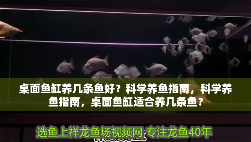 桌面魚缸養幾條魚好？科學養魚指南，科學養魚指南，桌面魚缸適合養幾條魚？ 桌面魚缸養幾條魚好？科學養魚指南，科學養魚指南，桌面魚缸適合養幾條魚？ 龍魚百科 第1張