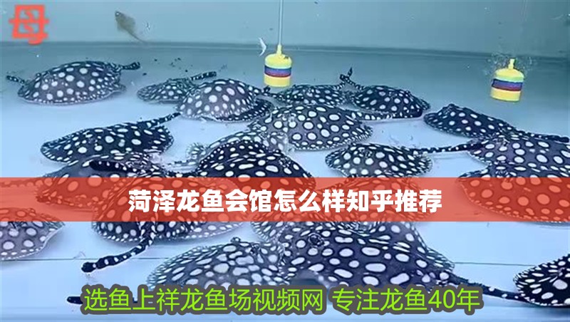 菏澤龍魚會館怎么樣知乎推薦