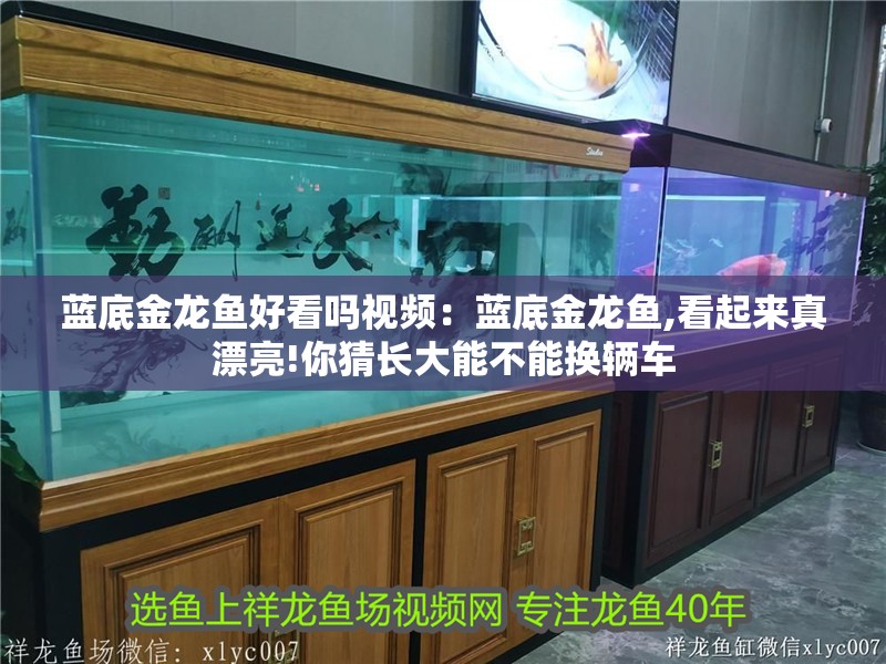 藍(lán)底金龍魚(yú)好看嗎視頻：藍(lán)底金龍魚(yú),看起來(lái)真漂亮!你猜長(zhǎng)大能不能換輛車