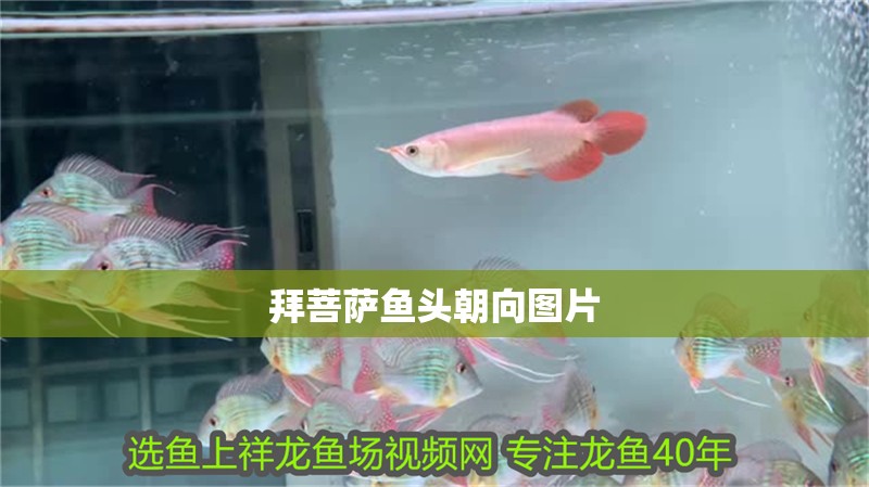 拜菩薩魚頭朝向圖片 拜菩薩魚頭朝向圖片 龍魚論壇