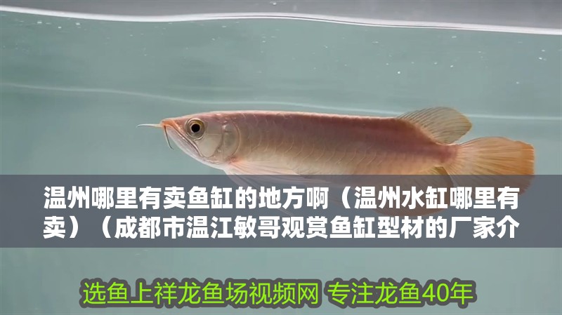 溫州哪里有賣魚缸的地方啊（溫州水缸哪里有賣）（成都市溫江敏哥觀賞魚缸型材的廠家介紹以及廠家介紹）