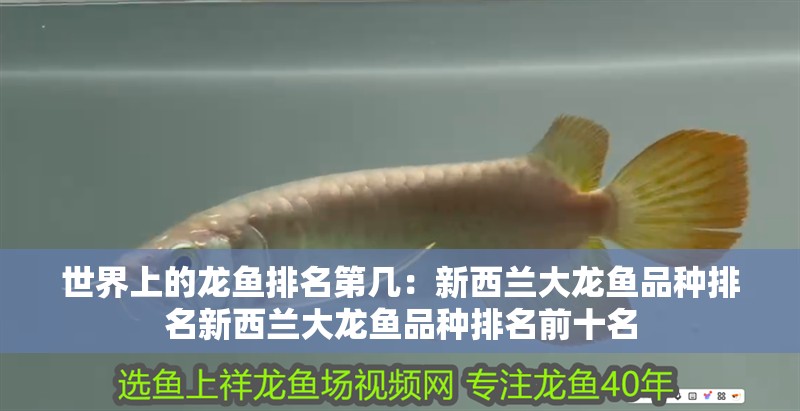 世界上的龍魚排名第幾：新西蘭大龍魚品種排名新西蘭大龍魚品種排名前十名