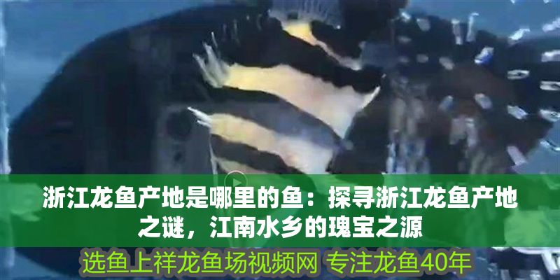 浙江龍魚產地是哪里的魚：探尋浙江龍魚產地之謎，江南水鄉的瑰寶之源