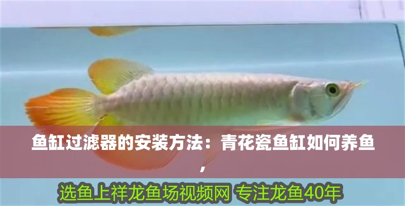 魚缸過濾器的安裝方法：青花瓷魚缸如何養魚,