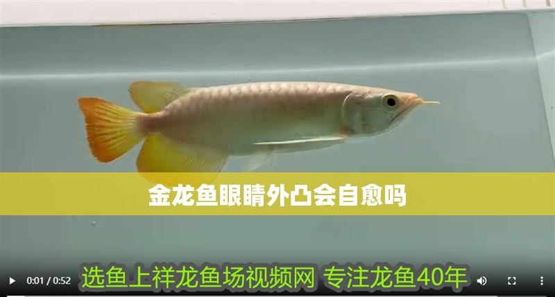金龍魚(yú)眼睛外凸會(huì)自愈嗎
