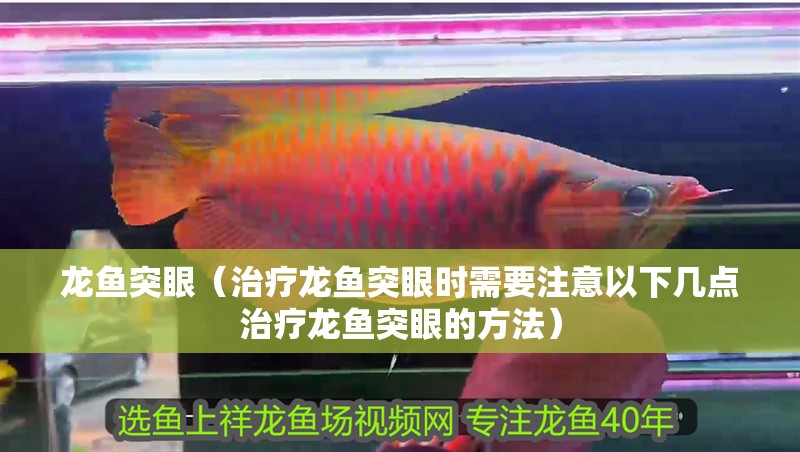 龍魚突眼（治療龍魚突眼時(shí)需要注意以下幾點(diǎn)治療龍魚突眼的方法）