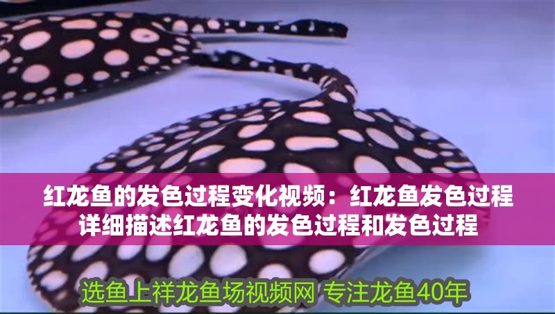 紅龍魚的發色過程變化視頻：紅龍魚發色過程詳細描述紅龍魚的發色過程和發色過程