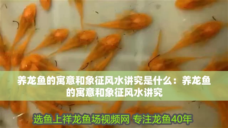 養龍魚的寓意和象征風水講究是什么：養龍魚的寓意和象征風水講究