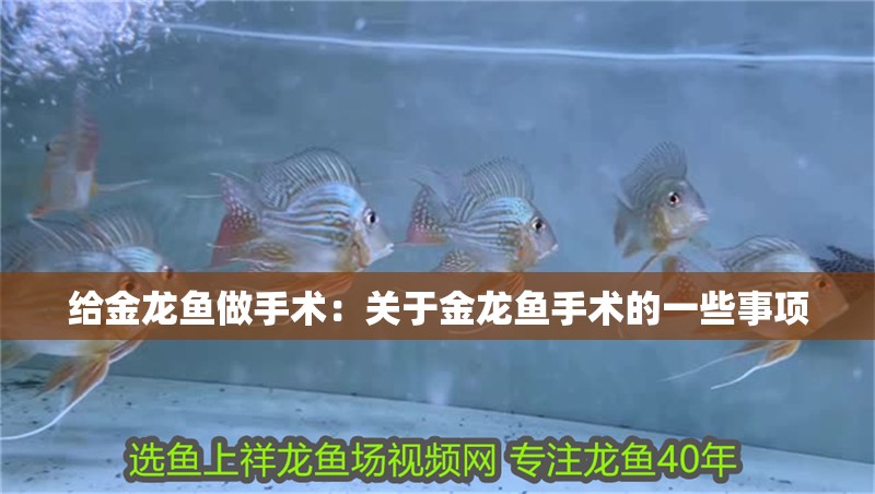 給金龍魚做手術：關于金龍魚手術的一些事項