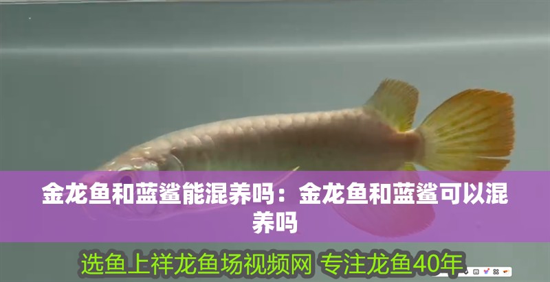 金龍魚和藍鯊能混養(yǎng)嗎：金龍魚和藍鯊可以混養(yǎng)嗎
