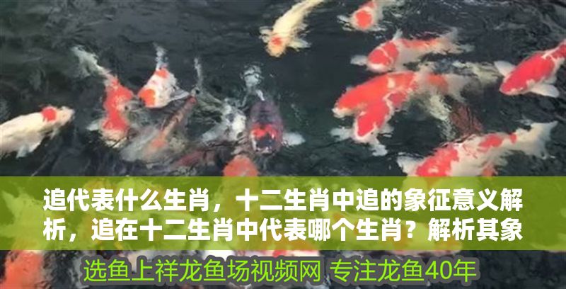 追代表什么生肖，十二生肖中追的象征意義解析，追在十二生肖中代表哪個生肖？解析其象征意義