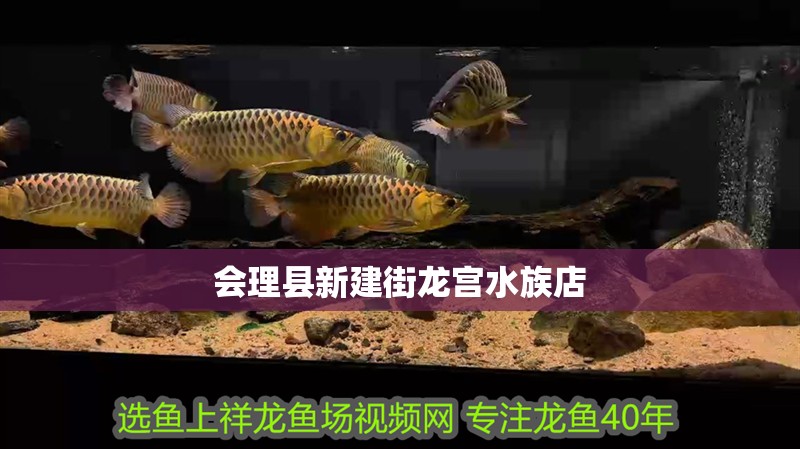 會理縣新建街龍宮水族店 會理縣新建街龍宮水族店 全國水族館企業名錄