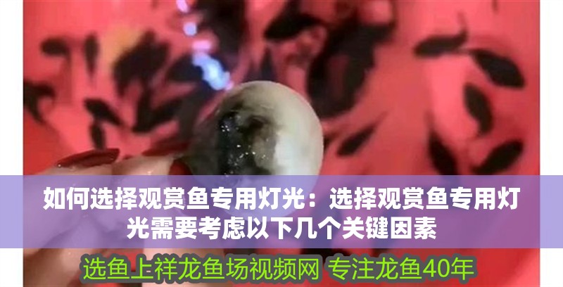 如何選擇觀賞魚專用燈光：選擇觀賞魚專用燈光需要考慮以下幾個關鍵因素