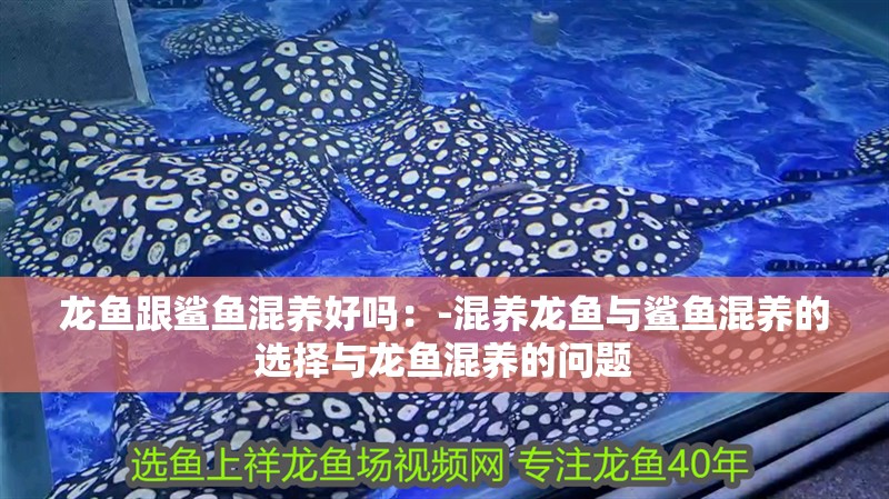 龍魚跟鯊魚混養(yǎng)好嗎：-混養(yǎng)龍魚與鯊魚混養(yǎng)的選擇與龍魚混養(yǎng)的問題 龍魚跟鯊魚混養(yǎng)好嗎：-混養(yǎng)龍魚與鯊魚混養(yǎng)的選擇與龍魚混養(yǎng)的問題 龍魚百科