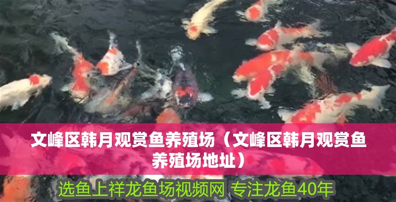 文峰區(qū)韓月觀賞魚養(yǎng)殖場(chǎng)（文峰區(qū)韓月觀賞魚養(yǎng)殖場(chǎng)地址）