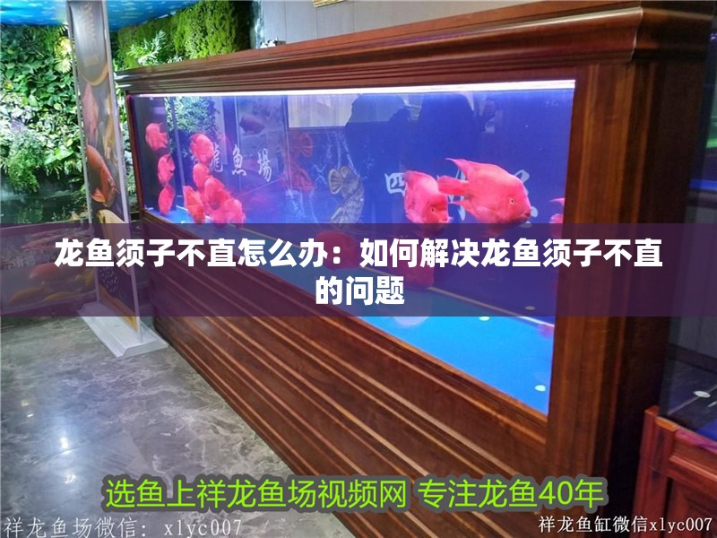 龍魚須子不直怎么辦：如何解決龍魚須子不直的問題
