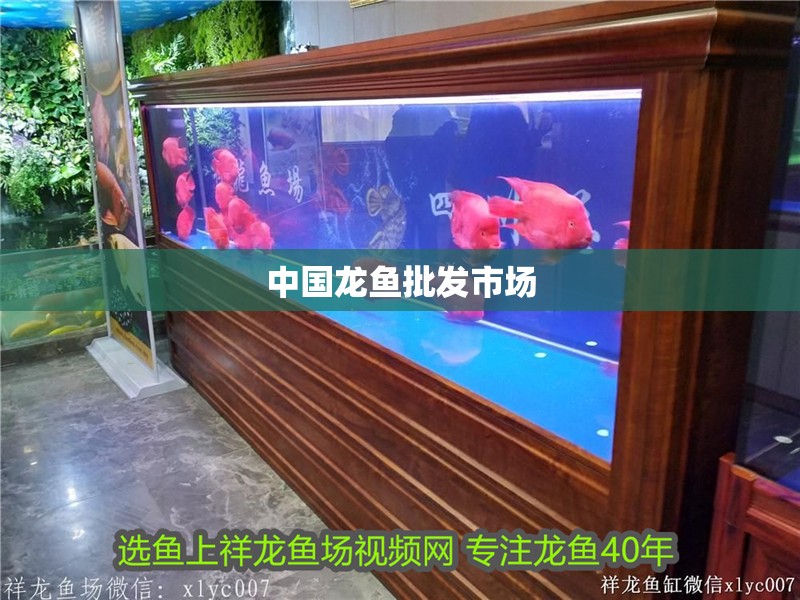 中國龍魚批發市場