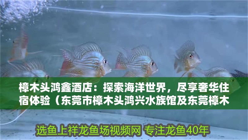 樟木頭鴻鑫酒店：探索海洋世界，盡享奢華住宿體驗(yàn)（東莞市樟木頭鴻興水族館及東莞樟木頭鴻鑫酒店：探索海洋世界）