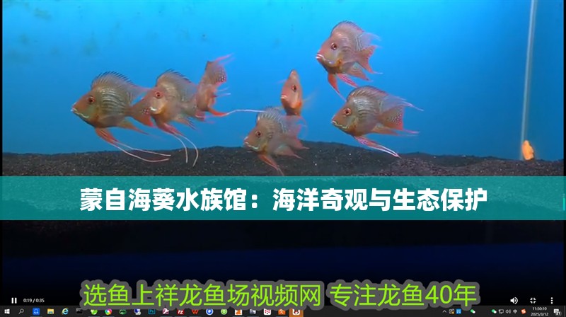 <strong><mark>蒙自</mark></strong>海葵水族館：海洋奇觀與生態保護